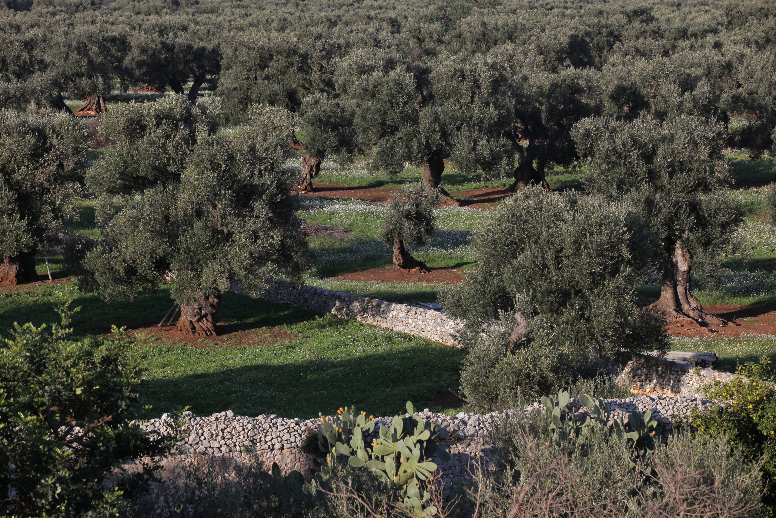 Dinamiche del Mercato dell'Olio Extravergine d'Oliva 2025