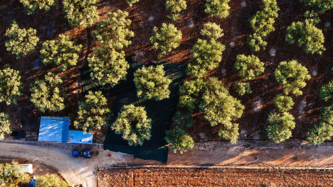 Veduta aerea di oliveti in filari regolari e grandi appezzamenti con casa colonica: modello produttivo che incide su volumi e prezzo dell’olio d’oliva spagnolo | Frantoio D'Orazio