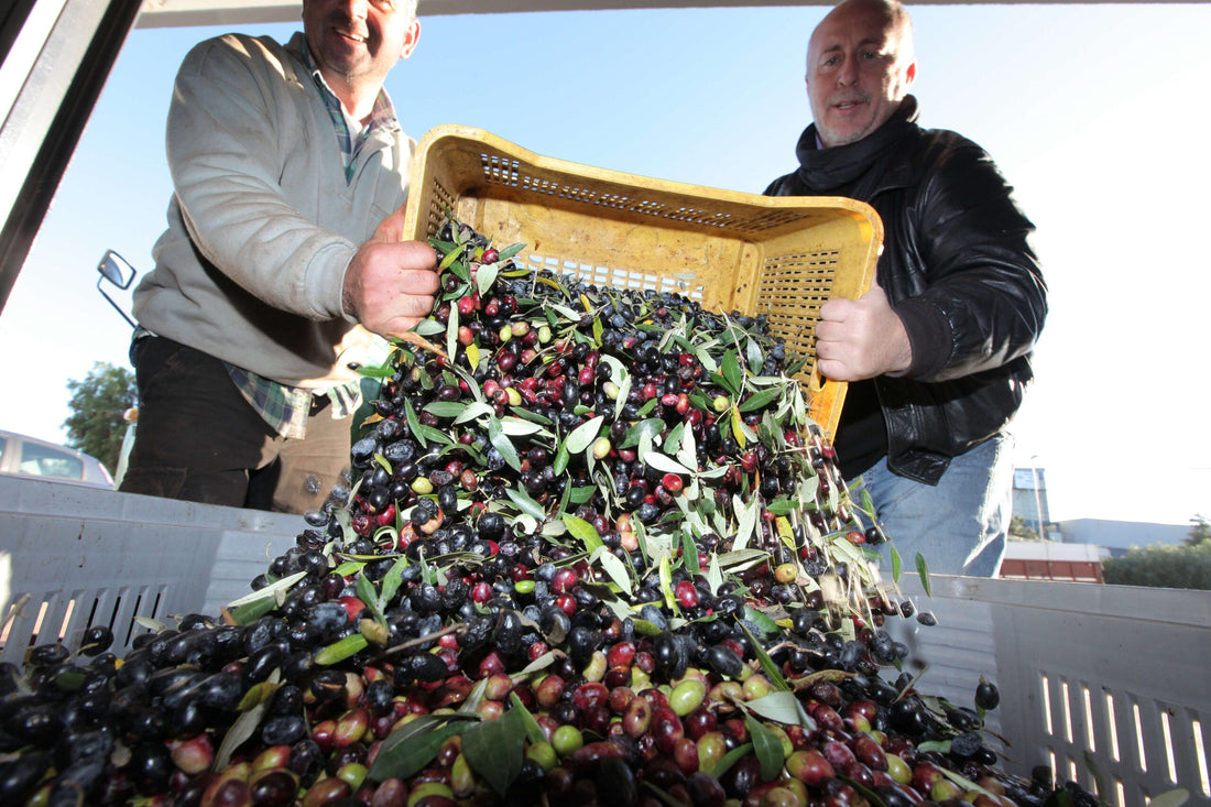 Olio Extravergine di Oliva: 4 Tecniche per Riconoscere la Qualità nel 2025