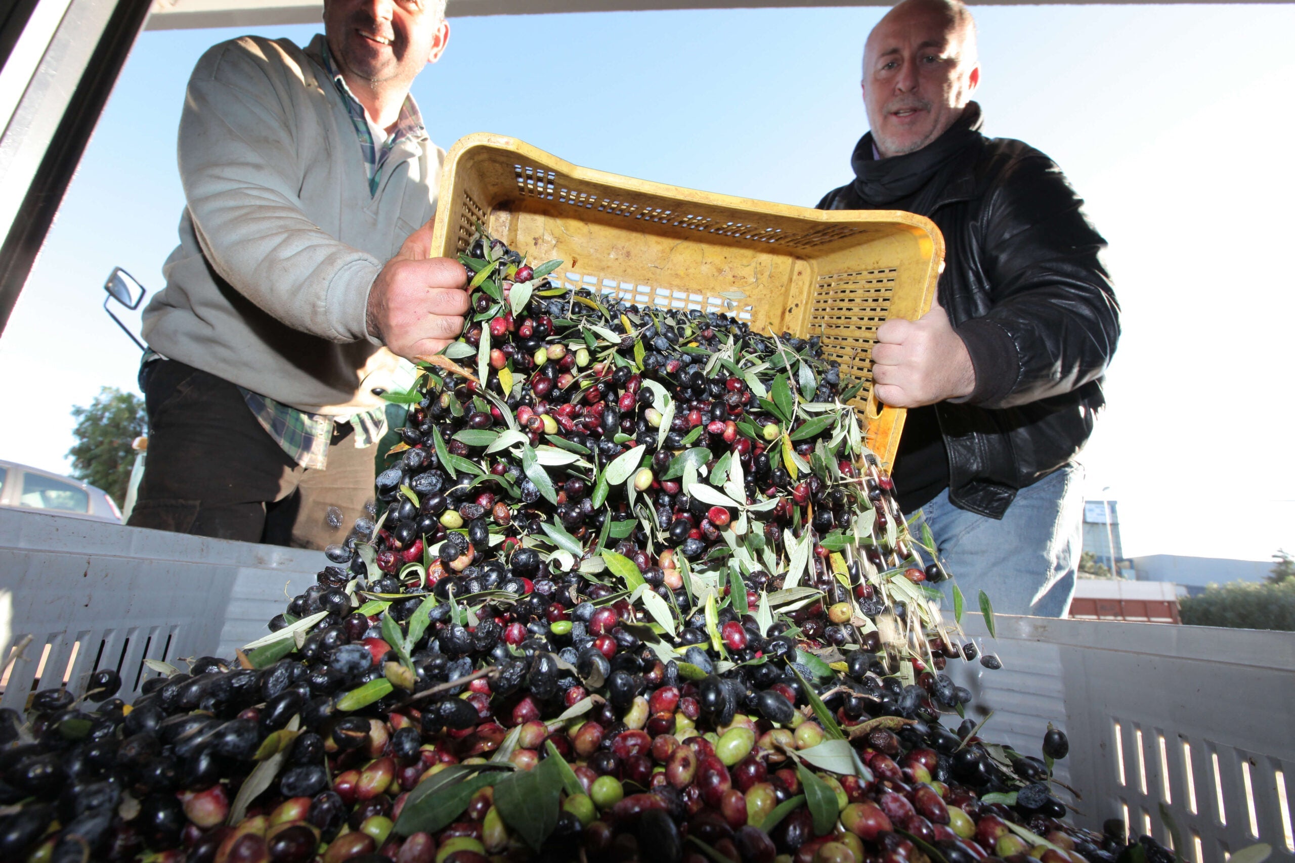 Olio Extravergine di Oliva: 4 Tecniche per Riconoscere la Qualità nel 2025
