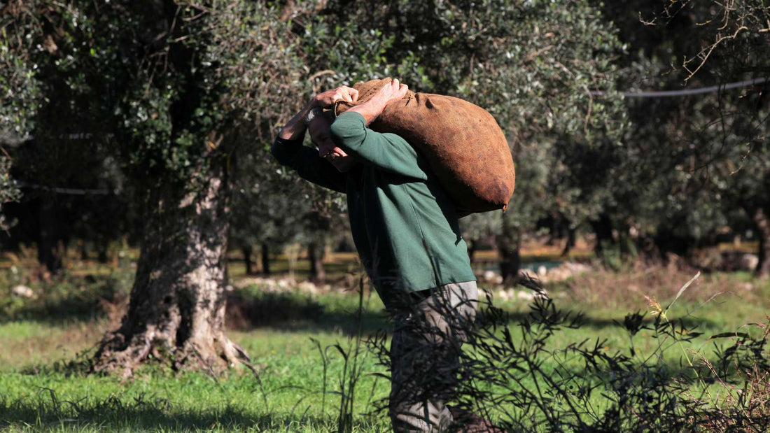 Dieta Mediterranea e Olio EVO Pugliese: Il Segreto di Frantoio D'Orazio per Salute e Gusto