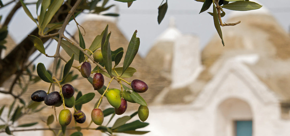 Frantoio in Puglia, la nostra forza è la squadra