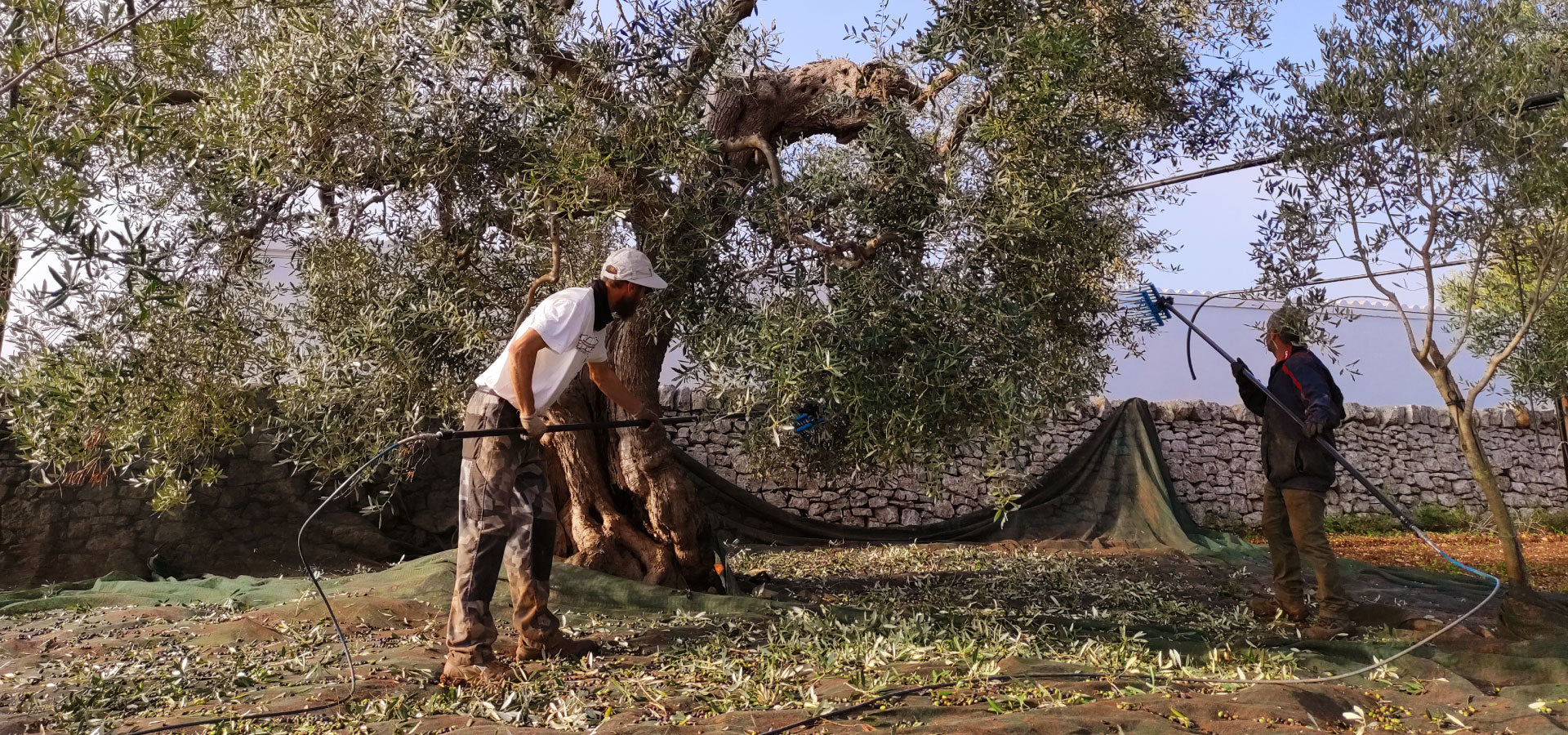 Come avviene una campagna olearia