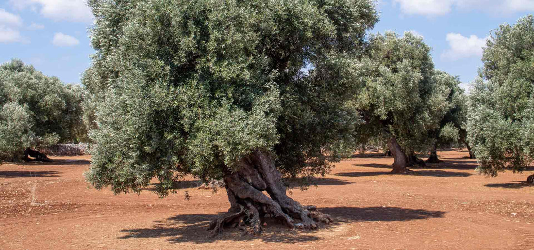 Come si coltiva l’albero dell’ulivo
