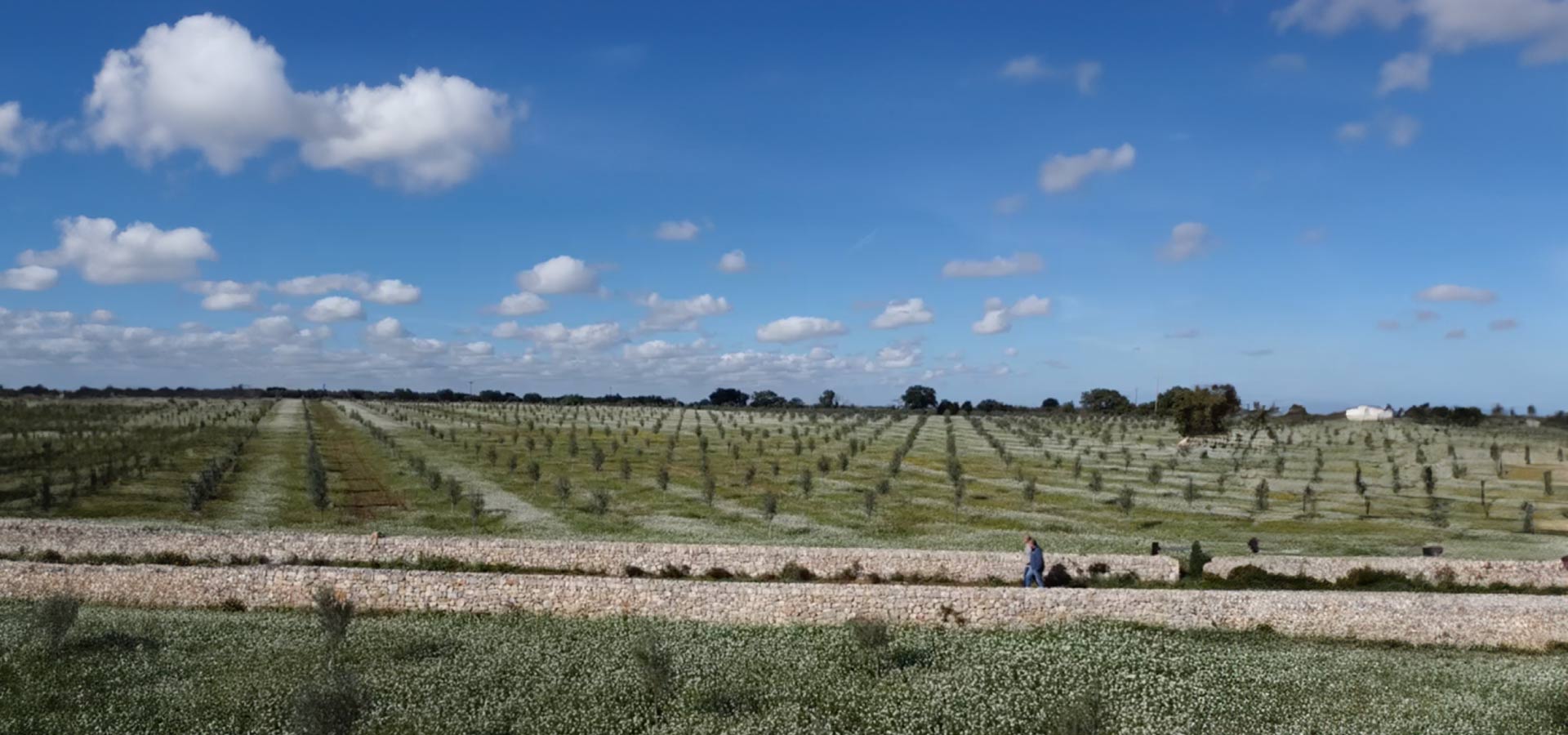 Come funziona l’economia circolare all’interno di un frantoio oleario