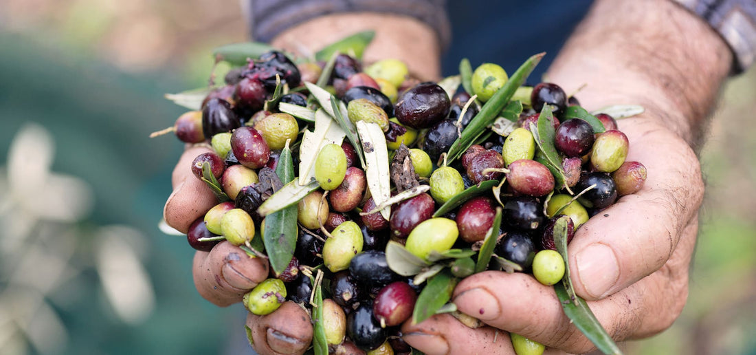Frantoio D’Orazio: una storia tra esperienza e tradizione