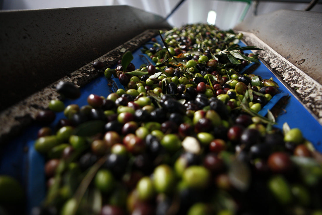 Riconoscere l'Olio Extravergine d'Oliva Rancido nel 2026: Segnali e Prevenzione