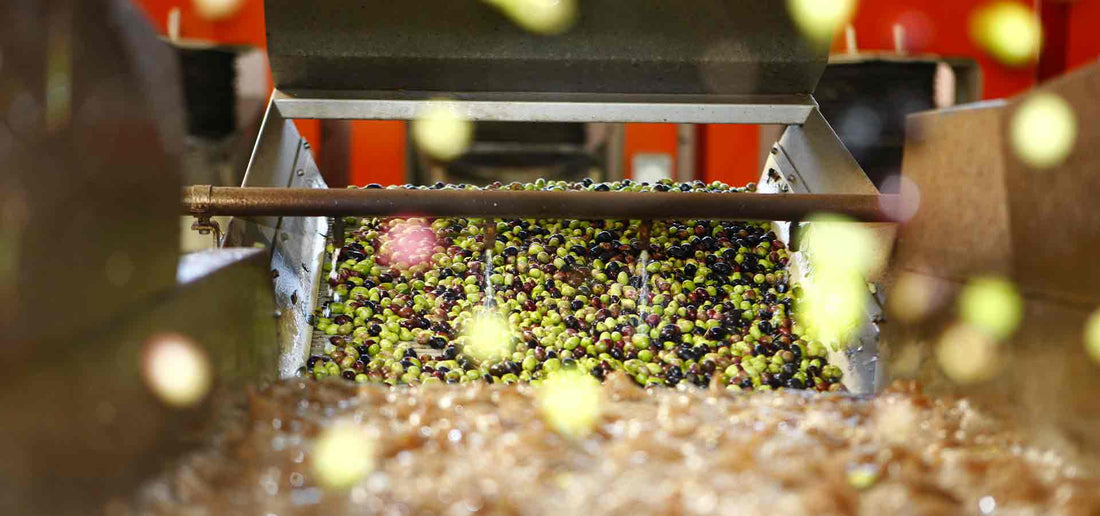 Olio extravergine di oliva pugliese, una tradizione portata nella modernità