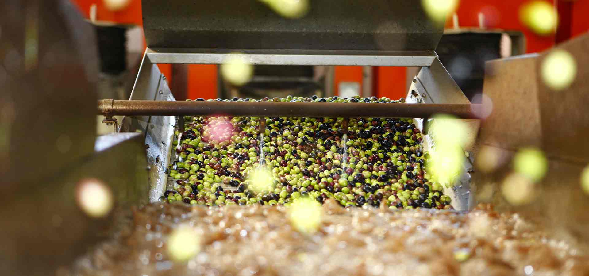 Olio extravergine di oliva pugliese, una tradizione portata nella modernità