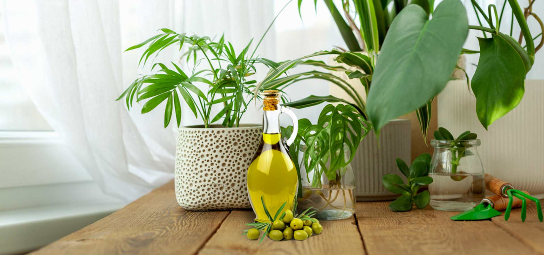 Utilizzo dell’olio evo nella cura delle piante