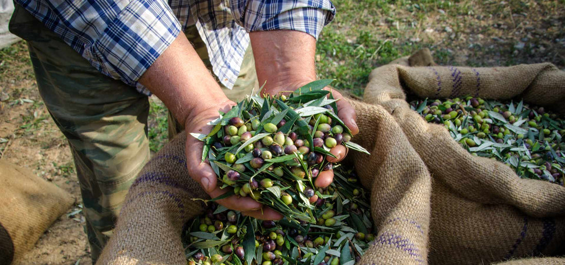 Olive da olio: tutto quello che c'è da sapere