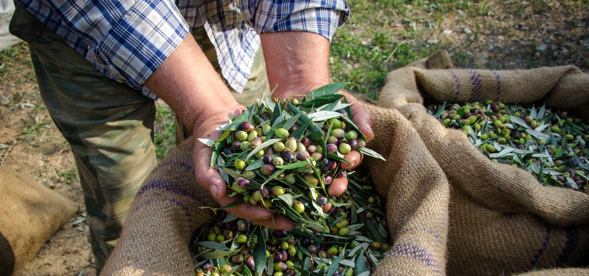 Olive da olio: tutto quello che c'è da sapere