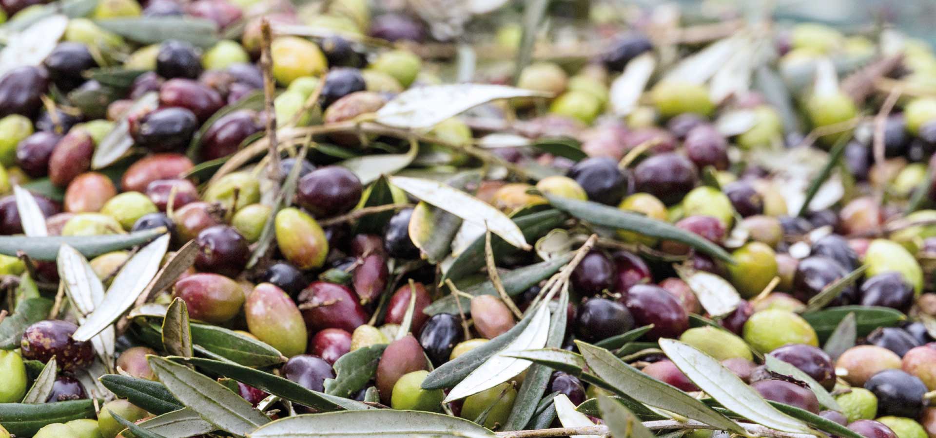 Le olive pugliesi: varietà e cultivar