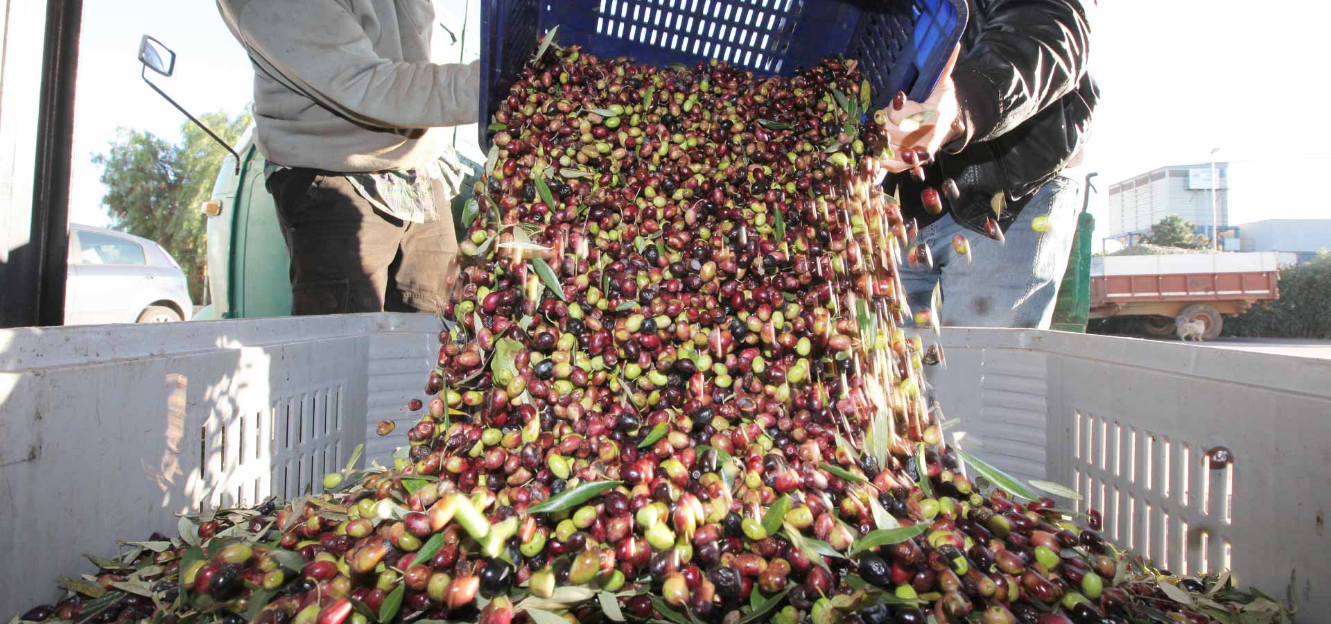 Ad ogni regione il suo olio extravergine d’oliva