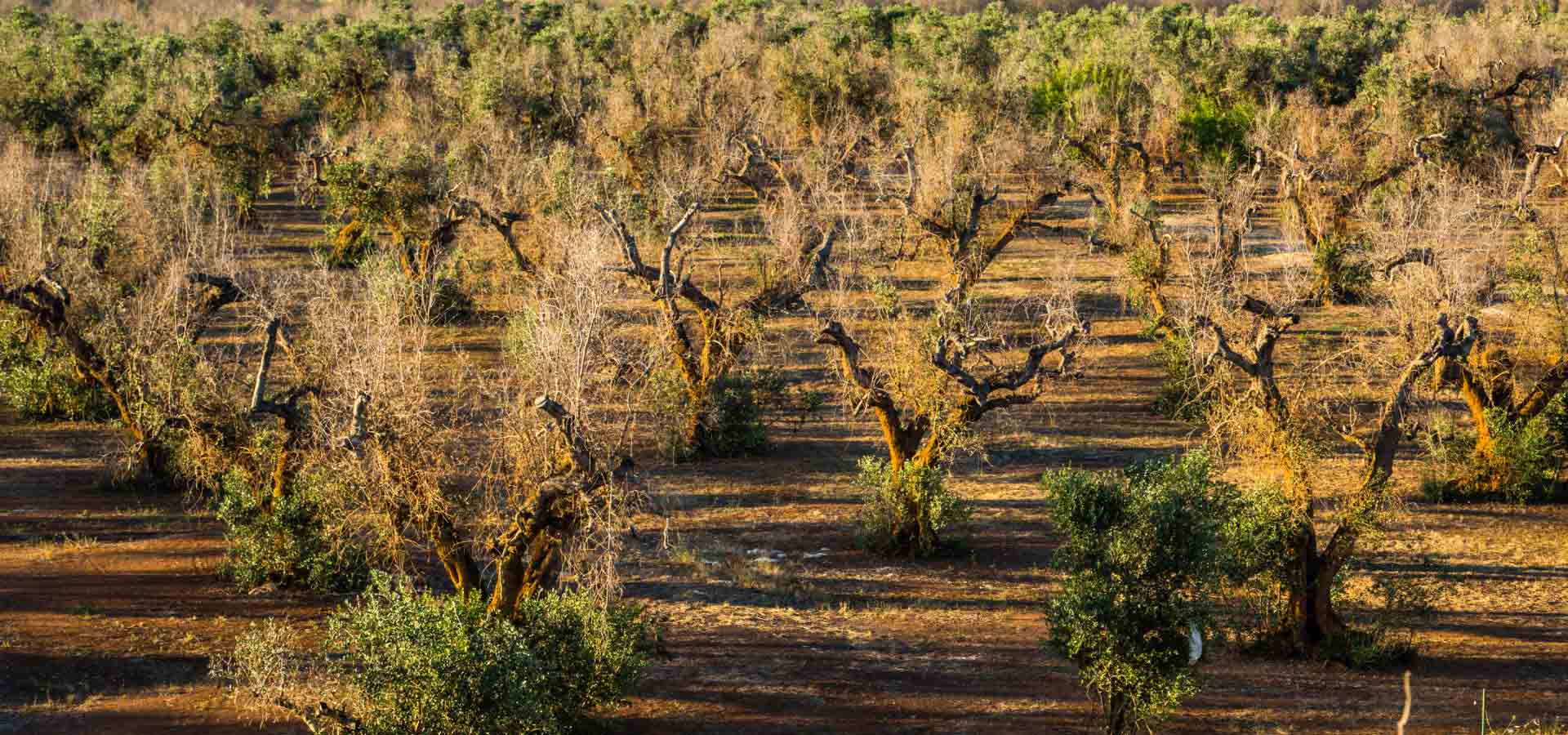 Che danni provoca la Xylella in Puglia e nel mondo