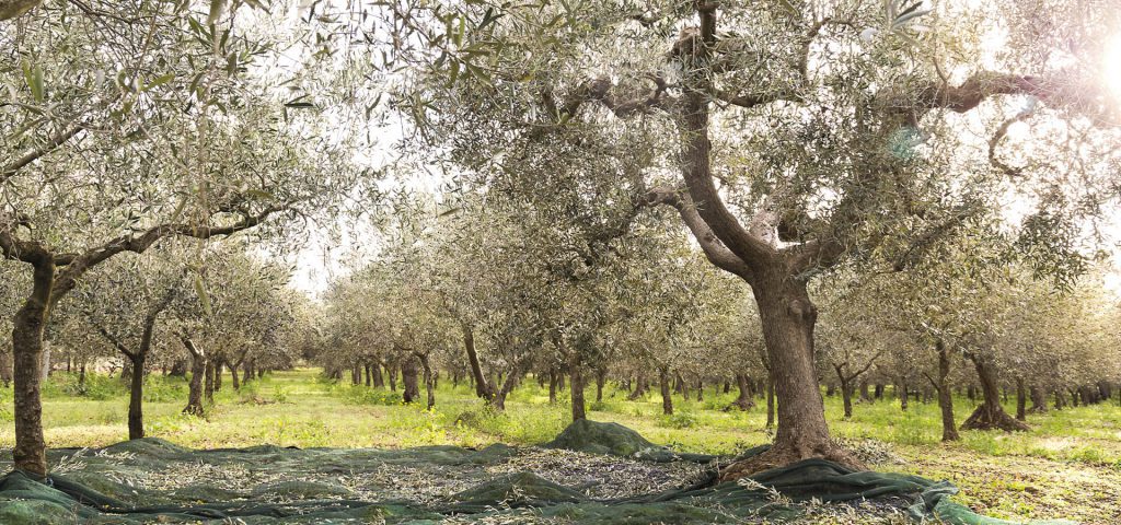 Coltivazione di alberi d'olivo