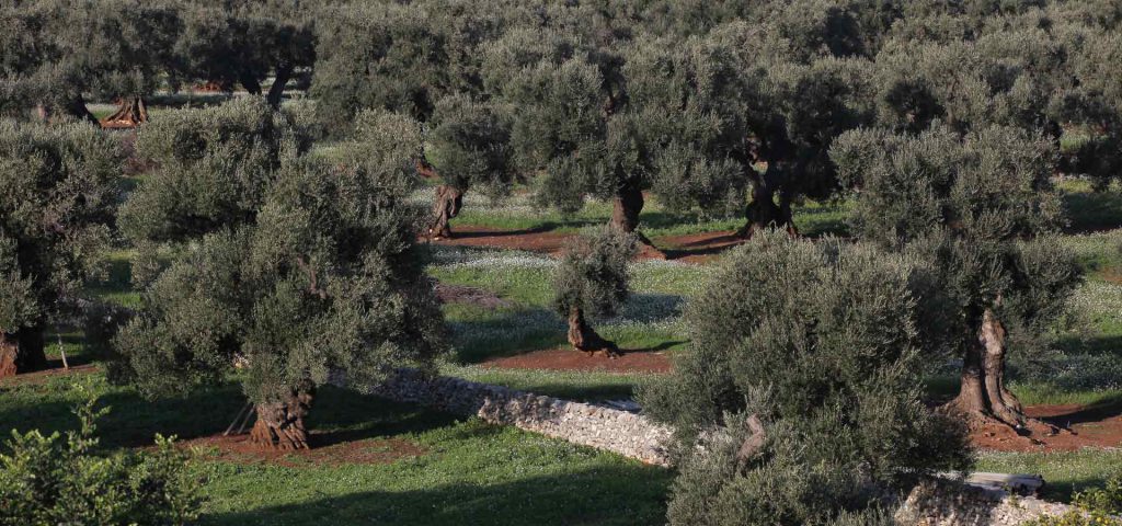 L’albero dell’ulivo: cosa sapere